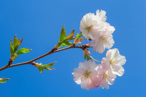 Ornamental cherry blossom in spring