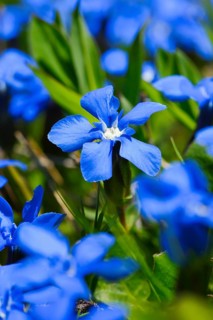 Spring Gentian