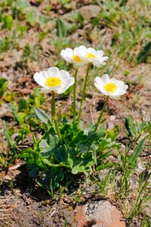 Alpine buttercup