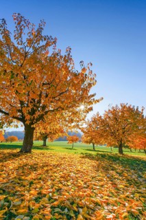 Cherry trees in autumn