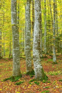 Beech forest in autumn
