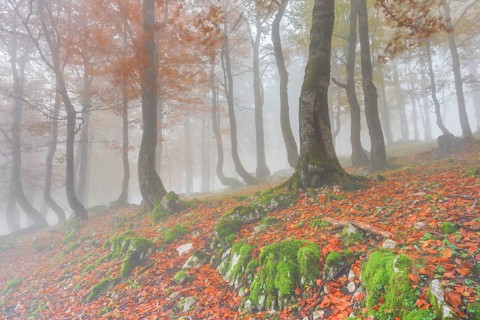 Beech forest in autumn