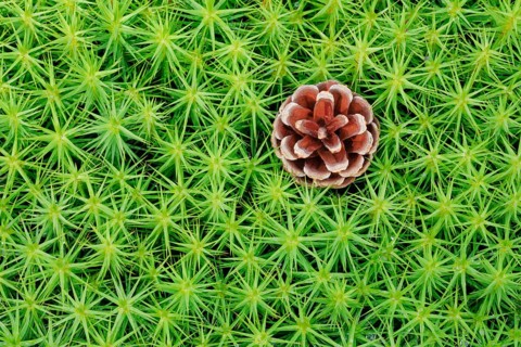 Pine cones in maidenhair moss