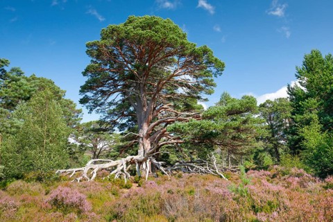 Scots pine