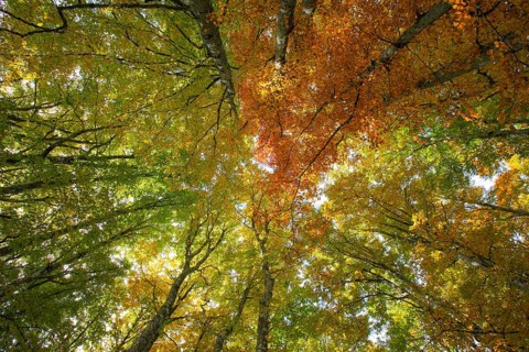 Beech forest in autumn