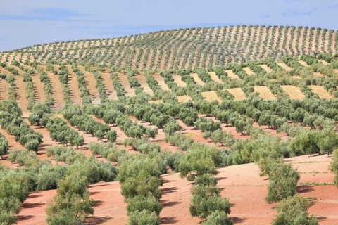 Olive groves