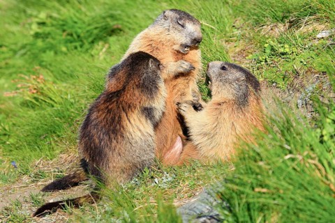 Alpine Marmot
