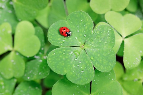 Seven-spot ladybird on clover