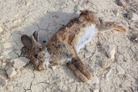 Wild rabbit