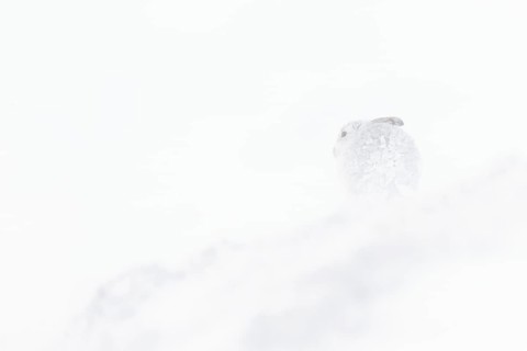 Mountain hare
