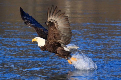 Bald eagle