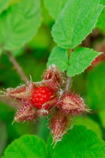 Japanese Wineberry