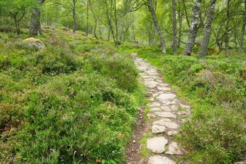 Footpath in birch forest