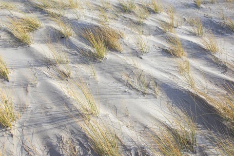 Marram Grass