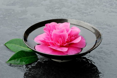 Camellia flower