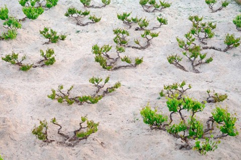 Vines