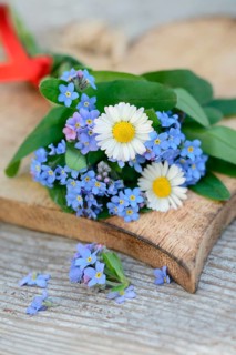 Forget-me-not