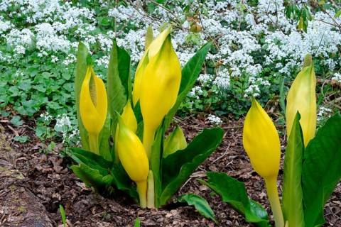 Western skunk cabbage