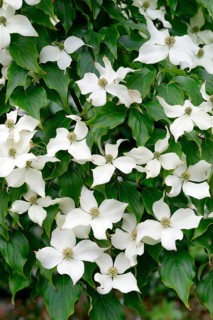 Cornus kousa