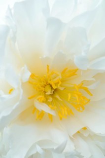 Peony