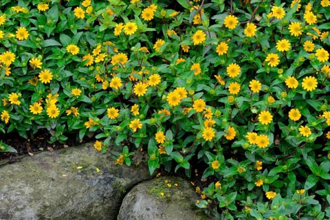 Creeping Zinnia