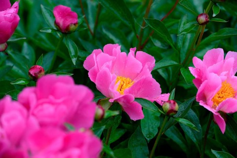 Peony