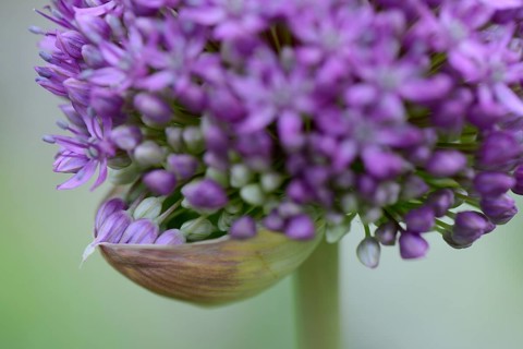 Ornamental leek