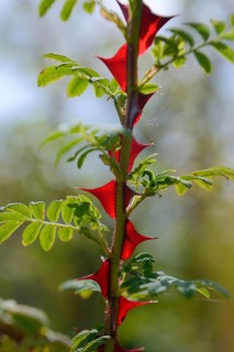 Rosa omeiensis
