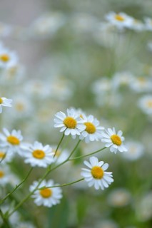 Mary's balm