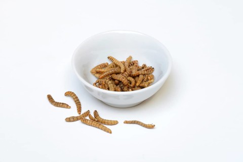 Mealworms in shell