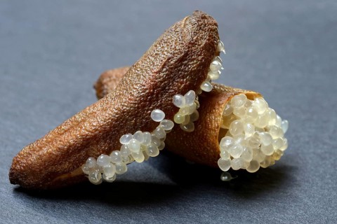 Australian finger lime