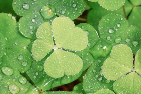 Forest clover with water drop