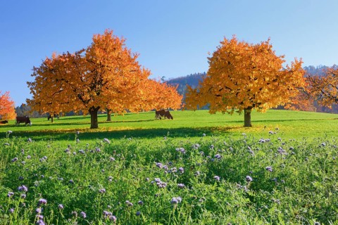 Cherry trees in autumn