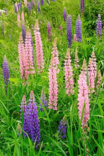 Multileaved lupin