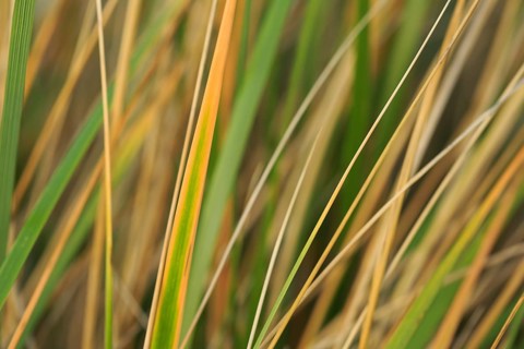 Marram Grass