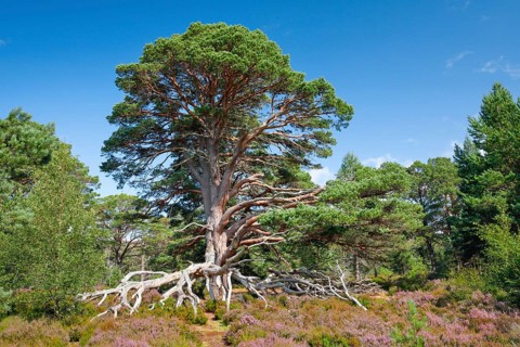 Scots pine