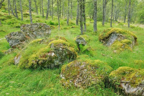 Birch forest