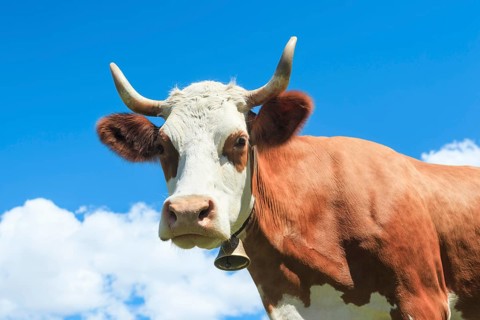 Fleckvieh cow in the Bernese Oberland