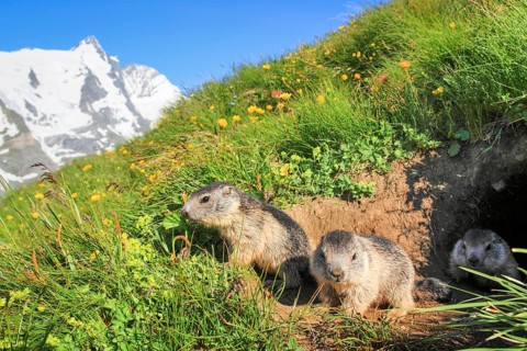 Alpine Marmot