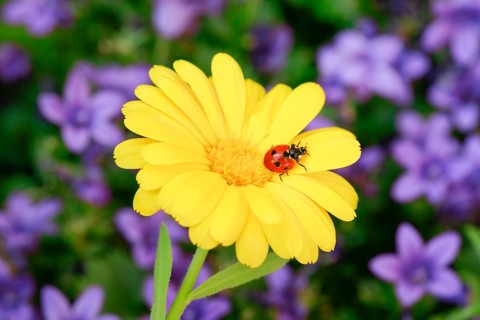 Seven-spot ladybird on marigold