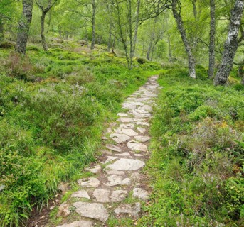 Footpath in birch forest