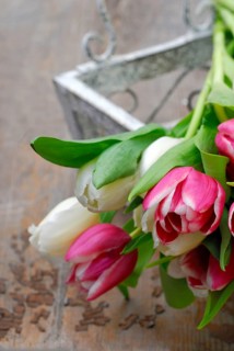 Ostrich tulips