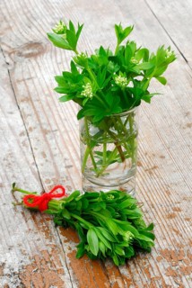 Real Galium odoratum