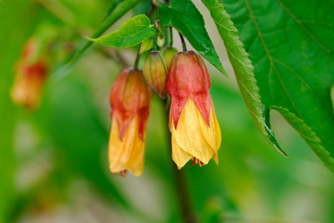 Abutilon varieties