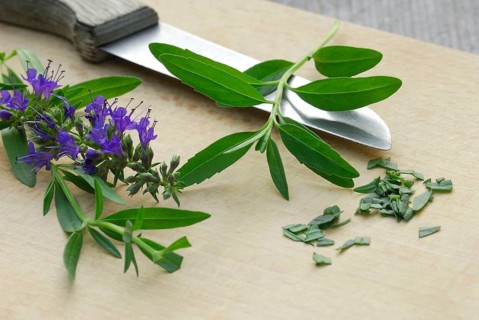 Herb hyssop