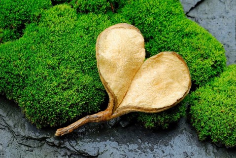 Seed pod in heart shape on moss cushion