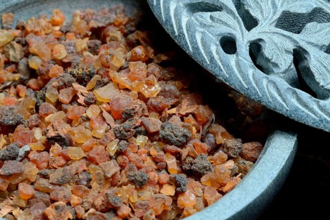 Common myrrh