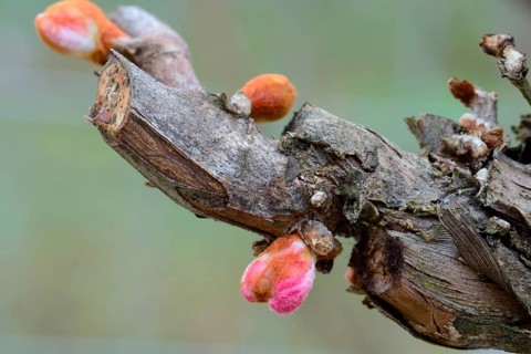 Grape vine