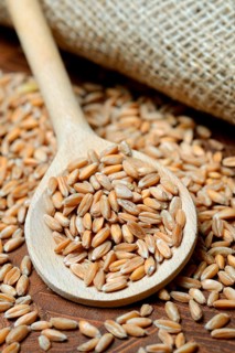 Dinkel wheat
