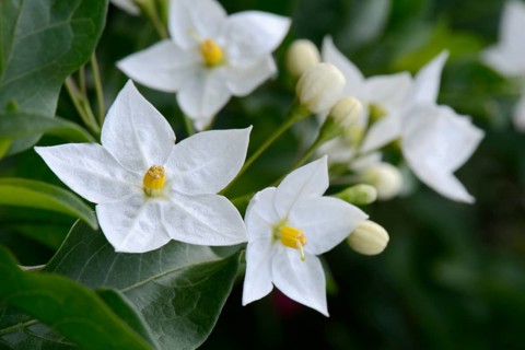 Solanum laxum